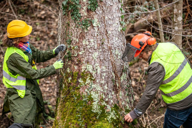 How Our Tree Care Process Works  in  Irmo, SC