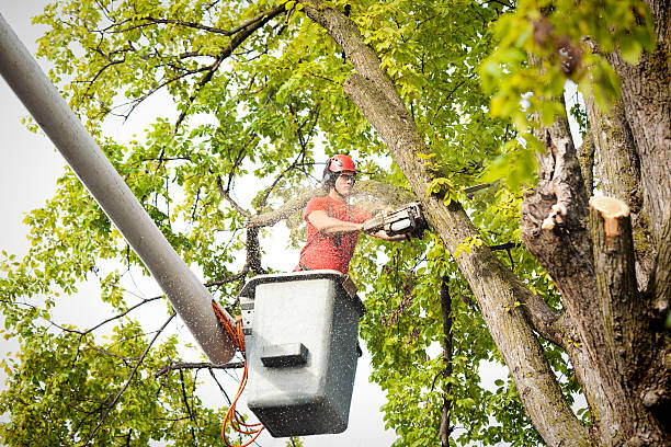 Reliable Irmo, SC Tree Services Solutions